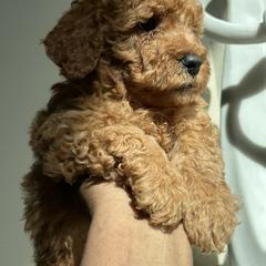 Goldendoodles and Poodles from Destiny’s Kennel