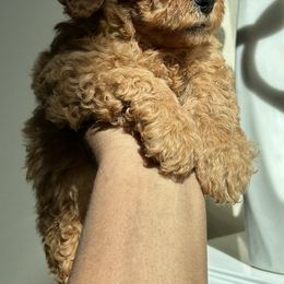 Goldendoodles and Poodles from Destiny’s Kennel