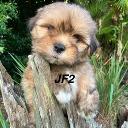 JF2 FLORIDA AKC LHASA APSO MULTI ANCESTRY - Golden female Lhasa Apso puppy in Bell, Florida from Maryann & Kandis