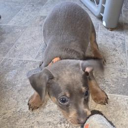 SBLM1 4-26 Orange Collar - Blue and tan male Miniature Pinscher puppy in Middle Point, Ohio from Knisely's Min Pins-AKC