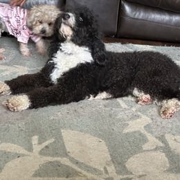 Bernedoodle, Goldendoodle, and Shih Tzu All Grown Up from TrueLine kennels