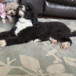Bernedoodle, Goldendoodle, and Shih Tzu All Grown Up from TrueLine kennels