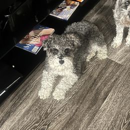 Miniature Schnauzer Puppies from Sugarbaby Kennel