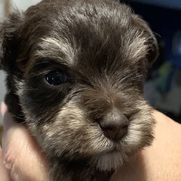Miniature Schnauzers from Wendi’s Minis