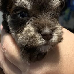Miniature Schnauzers from Wendi’s Minis