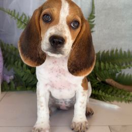 Rosie - Black white and tan female Beagle puppy in West Plains, Missouri from Puppiesulove