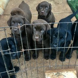 Labrador Retriever Puppies from Susan's Labrador Retrievers