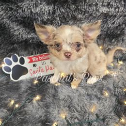 Autumn - Merle female Chihuahua puppy in Bowdon, Georgia from Paschal's Pups