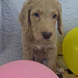 Sissy - Cream female Goldendoodle puppy in Benson, North Carolina from Yvonne❤️Goldendoodles