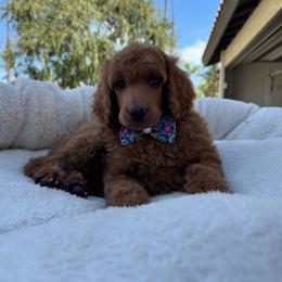 Black collar - Red  female Poodle puppy in Riverside, California from Riverside red poodles