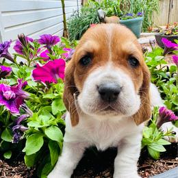 Fran - Mahogany and white female Basset Hound puppy in Maryland from Grind Stone Breeding Kennels