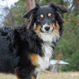 Australian Shepherds, Miniature Australian Shepherds, and Toy Australian Shepherds from Circle JTS Ranch