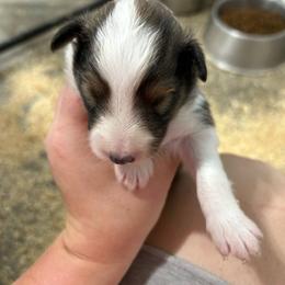 Orange - White and sable male Shetland Sheepdog puppy in Fontanelle, Iowa from Jensen Farms Shelties