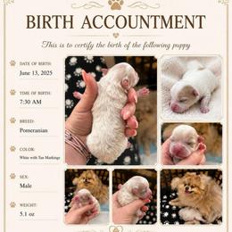 Boy 1 - Cream parti male Pomeranian puppy in Randleman, North Carolina from Luxurious Poms