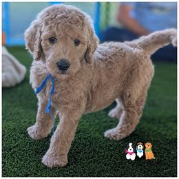 APOLLO - OFA-Genetics-Microchip-Vet Check-2 Year Warranty. - Cream male Goldendoodle puppy in Jeddo, Michigan from Apple Creek Doodles