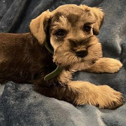 Miniature Schnauzers from Mountain View Miniature Schnauzers