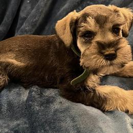 Miniature Schnauzers from Mountain View Miniature Schnauzers
