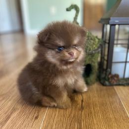 Java - Chocolate and tan female Pomeranian puppy in Poteet, Texas from Tea Time Pomeranians
