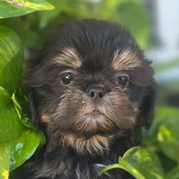 Puppy3 - Black and tan male Shih Tzu puppy in Lone Oak, Texas from PDF Kennels