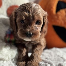 Aussiedoodle and Cavapoo Puppies from Pawsome Aussie Doodles and Oodles