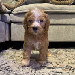 River (red) - Apricot male Goldendoodle puppy in Belleville, New Jersey from New Jersey Doodles and Frenchies