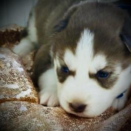 Ember - Red and white female Siberian Husky puppy in Atlanta, Georgia from Lobban Huskies
