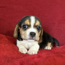 Pocket Beagle Patch - Black tan and white male Beagle puppy in Gentry, Arkansas from HC Puppy Ranch