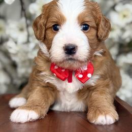 Garnet - Red male Bernedoodle puppy in Yuciapa, California from AlltheDoodlez_