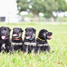 German Shepherd Puppies from IchBin Gesegnet
