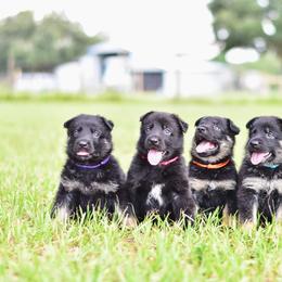 German Shepherd Puppies from IchBin Gesegnet
