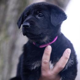 Pink stripe collar - Bi-color female German Shepherd puppy in Prospect, Connecticut from Di Massimo Canile