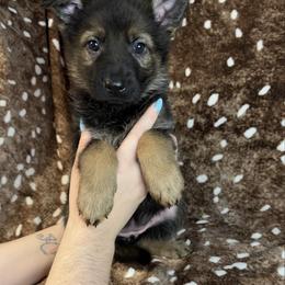 Purple color - Sable female German Shepherd puppy in Marion, Ohio from Legacy K9’s