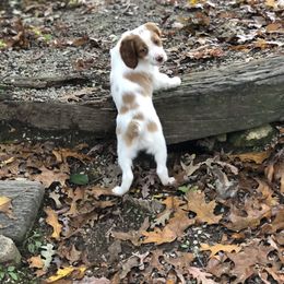 Brittany Puppies from Sandridge Brittanys