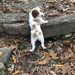 Brittany Puppies from Sandridge Brittanys