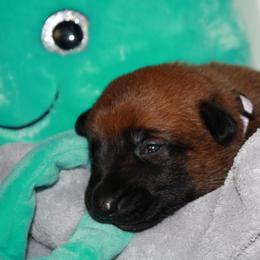 Belgian Malinois Puppies from Pyrex Kennels