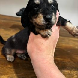 Moo-moo - Dapple male Dachshund puppy in White Cloud, Michigan from MI Dachshunds
