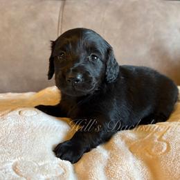 Dusti's Boy 2 - Black male Dachshund puppy in Jonesboro, Illinois from Twin Hills Dachshunds