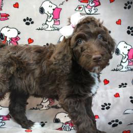 Barbina - Chocolate female Labradoodle puppy in Lanexa, Virginia from Lees Reach Farm