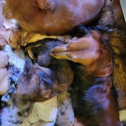 Dachshund Puppies from Hyder's Dachshunds