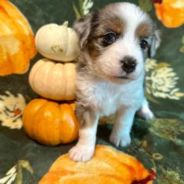 Willow - Blue merle female Aussiedoodle puppy in York, Pennsylvania from Puppies at The Happy Acre Farm