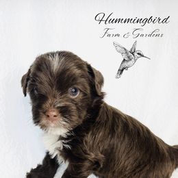 Yorkshire Terrier Puppies from Hummingbird Farm & Gardens