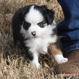 Black Tri Most White 2 Blue Eyes - Black tri male Miniature Australian Shepherd puppy in Lawton, Oklahoma from Lindsey’s Aussies