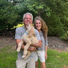 Mason - Light Blue Collar - Cream male Labradoodle puppy in Durham, North Carolina from River Home Doodles