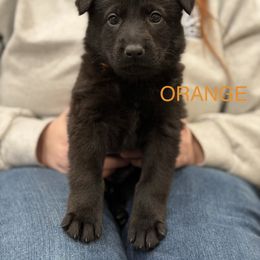Orange-Hex - Black female German Shepherd puppy in Medical Lake, Washington from Nine Realms German Shepherds