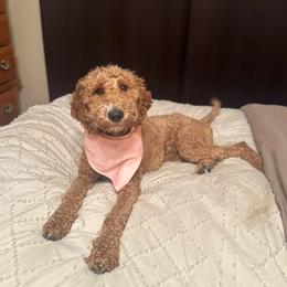 Nala - Goldendoodle