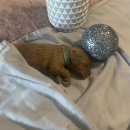 Goldendoodle Puppies from Puppy Paws