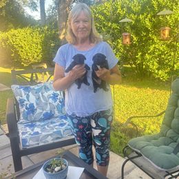 Sammie - Yorkshire Terrier