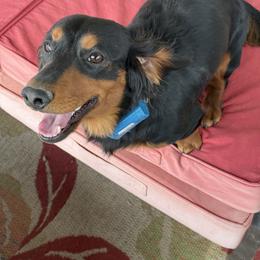 Koda - Dachshund
