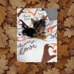 Yorkshire Terrier puppies from Jill Brown