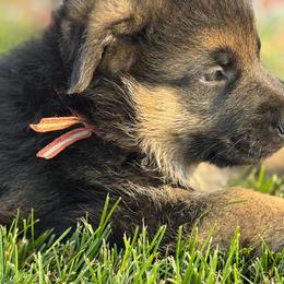 Boy 1 - Black and tan male German Shepherd puppy in La Salle, Colorado from Pure Heart German shepherds